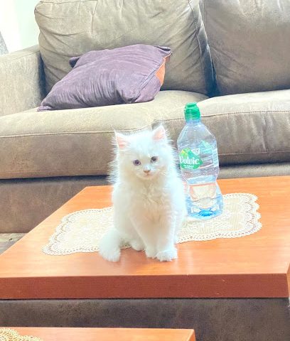 Dr. Nonie Coutts Veterinary Surgery - Zayed Town - +973 1769 1397